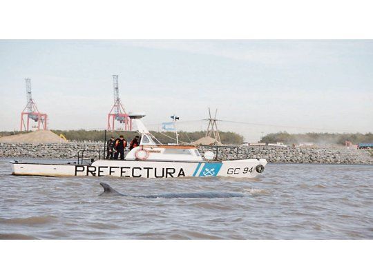 Una ballena en Dock Sud