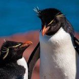 En la zona de Puerto Deseado convergen los paisajes de la estepa patagónica, el azul profundo del mar, la fauna típica y las huellas de la historia. En la zona de Puerto Deseado convergen los paisajes de la estepa patagónica, el azul profundo del mar, la fauna típica y las huellas de la historia.