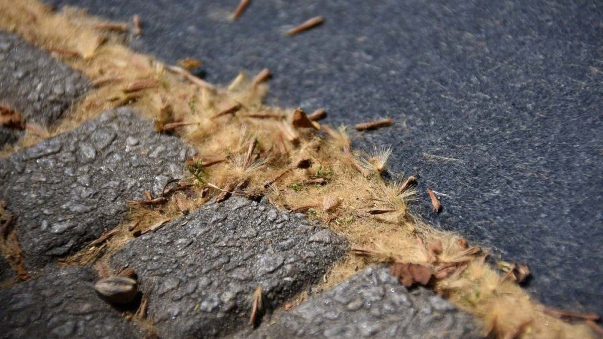 Alert for eye allergies in spring: the problem of urban plane trees