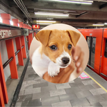 Metro CDMX y un revuelo en Línea 9 por un perro. Metro CDMX y un revuelo en Línea 9 por un perro.