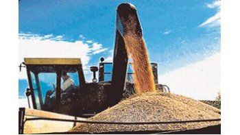 Fuerte contracción en la exportación de granos