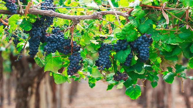 Uruguay es principal productor de uva Tannat en el mundo.