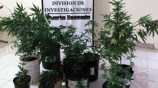 Puerto Deseado: en un allanamiento por robo, encuentran 13 plantas de marihuana