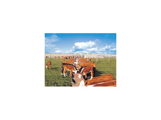 La sequía generó un grave daño sobre la producción bovina. Tan sólo en Santa Fe murió un millón de animales, y Buenos Aires perdería 120 mil toneladas de carne este año.