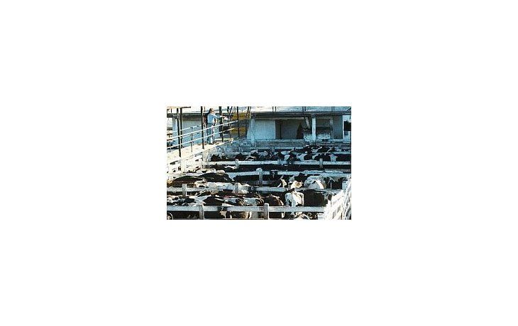 Cotización en el mercado de hacienda de Liniers