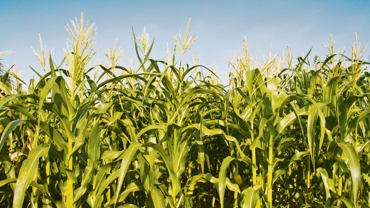 Wheat and corn fall to 2020 lows amid a decline in exports