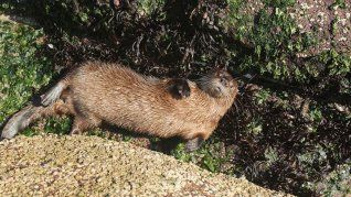 El hallazgo fue reportado en Viña del Mar, Chile El hallazgo fue reportado en Viña del Mar, Chile