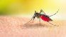 A woman died from Western Equine Encephalitis A woman died from Western Equine Encephalitis
