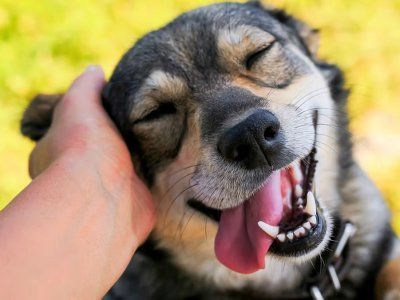 qué es un perro rojo demócrata