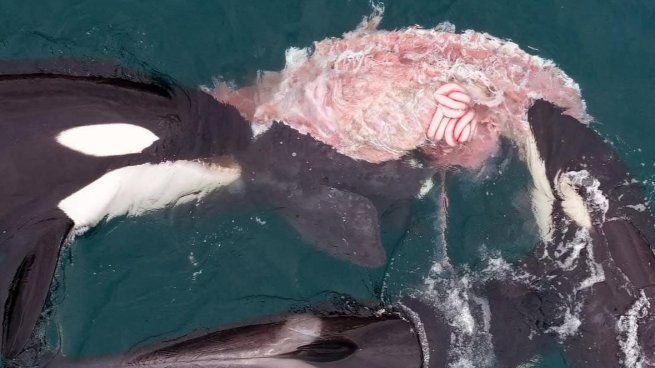 El suceso se vio en la playa de El Doradillo, Puerto Madryn.
