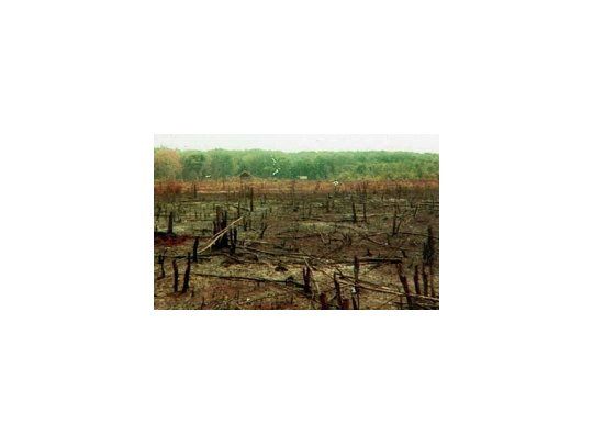 Fue esparcido por el ejército de EEUU para despejar los campos donde se ocultaba la guerrilla.