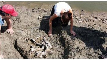 Hallaron más de 200 fósiles de animales prehistóricos en cuenca del Salado