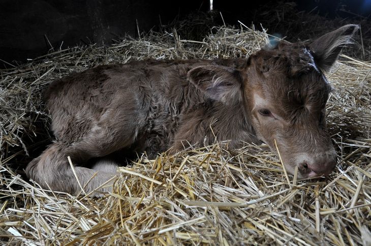 Tini Tini, la hija del toro Nicanor, es la atracción de la Exposición Rural 2022. 