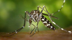 as small as dangerous, Aedes aegypti is the dengue transmitting mosquito. As small as dangerous, Aedes Aegypti is the dengue transmitting mosquito.
