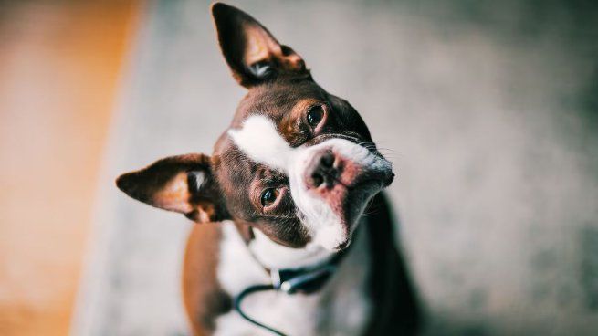 Los investigadores detectaron que algunas razas muestran esta conducta más seguido, especialmente aquellas con mayor predisposición al aprendizaje.&nbsp;