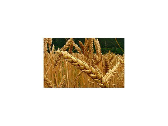Agricultores prevén fuerte caída de la producción de granos argentinos