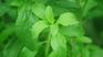 Stevia can sweeten between 15 to 30 times more than sugar, without causing blood glucose problems. Stevia can sweeten between 15 to 30 times more than sugar, without causing blood glucose problems.