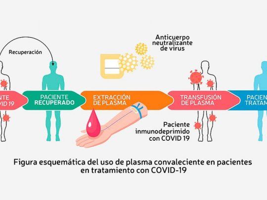 El camino de obtención y uso del plasma de pacientes recuperados por Coronavirus.