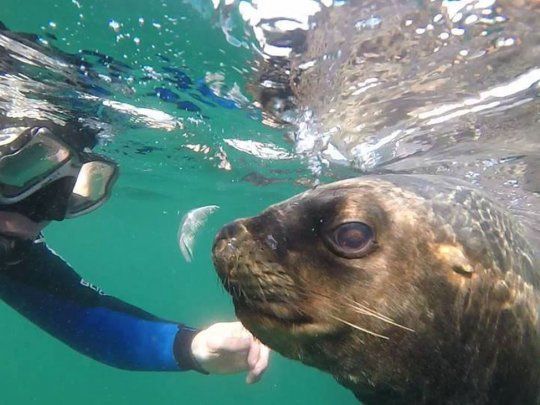 Buceo en Puerto Madryn.jpg