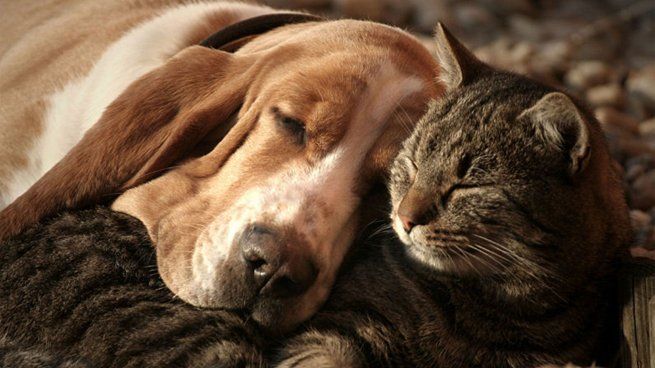 La inteligencia artificial proyectó cómo se verían las mascotas en el futuro.