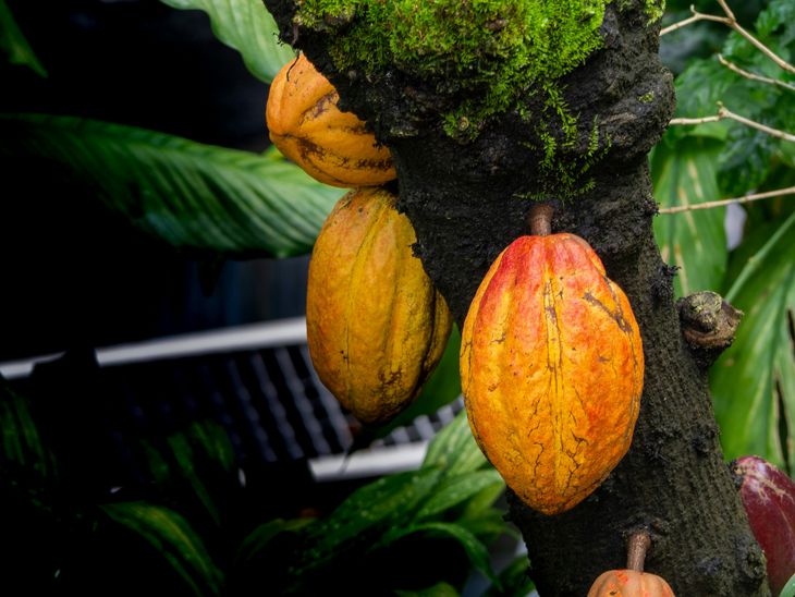 Theobroma cacao es el árbol tropical de hoja perenne del cual proviene el chocolate. Theobroma cacao es el árbol tropical de hoja perenne del cual proviene el chocolate.
