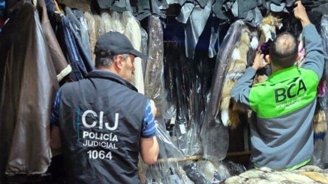 La UFEMA y la Policía de la Ciudad secuestraron 122 prendas de animales valuadas en 335 millones de pesos, entre ellas tapados de yaguareté, especie en peligro de extinción.