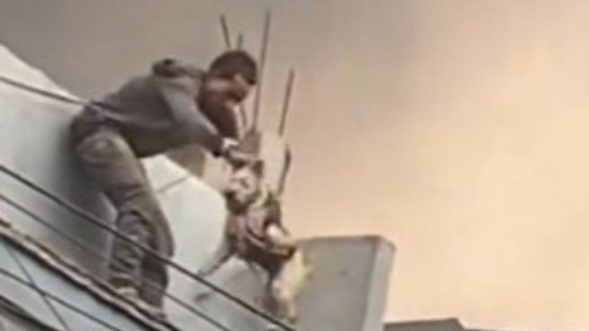 El momento preciso en el que el hombre salvó al perro del incendio