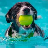 La pérdida total de apetito, el letargo fuera de lo habitual, signos evidentes de deshidratación o cambios bruscos de conducta pueden requerir la intervención de un profesional. La pérdida total de apetito, el letargo fuera de lo habitual, signos evidentes de deshidratación o cambios bruscos de conducta pueden requerir la intervención de un profesional.