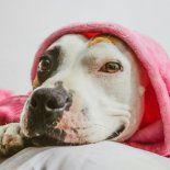 El frío afecta a cada perro de distinta manera. El frío afecta a cada perro de distinta manera.