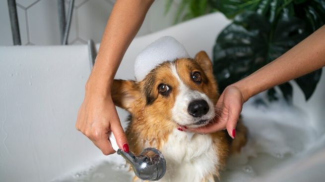 Cómo afectan los perfumes a la piel de tu perro?