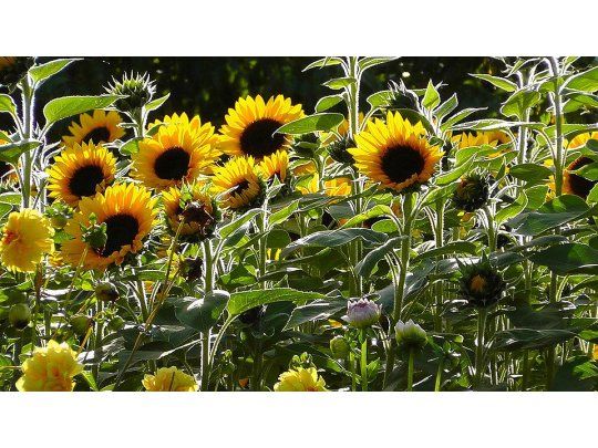 La producción de aceite de girasol subió 3,3% en el primer trimestre