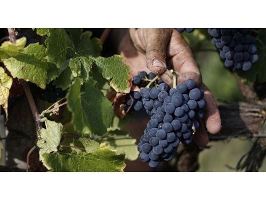 Preocupa a la Federación Agraria cuyana la alícuota al consumo de vino