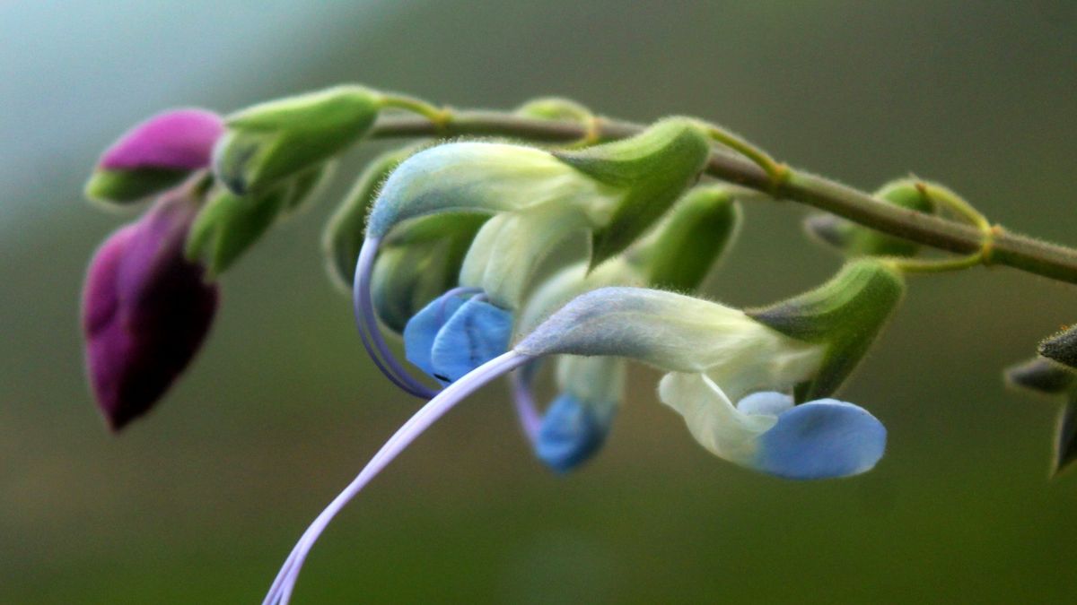 "Salvia Messi", la flor celeste y blanca que encontraron en Perú y sus propiedades