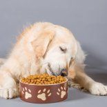 Los cuatro ingredientes que no deben faltarle en la comida a tu mascota. Los cuatro ingredientes que no deben faltarle en la comida a tu mascota.