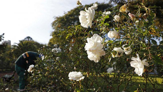 Rosedal de Parque Chacabuco.