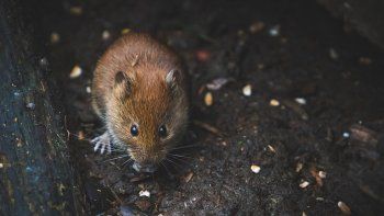 Comprobaron que el esperma de los ratones que habían viajado al espacio era viable.&nbsp;