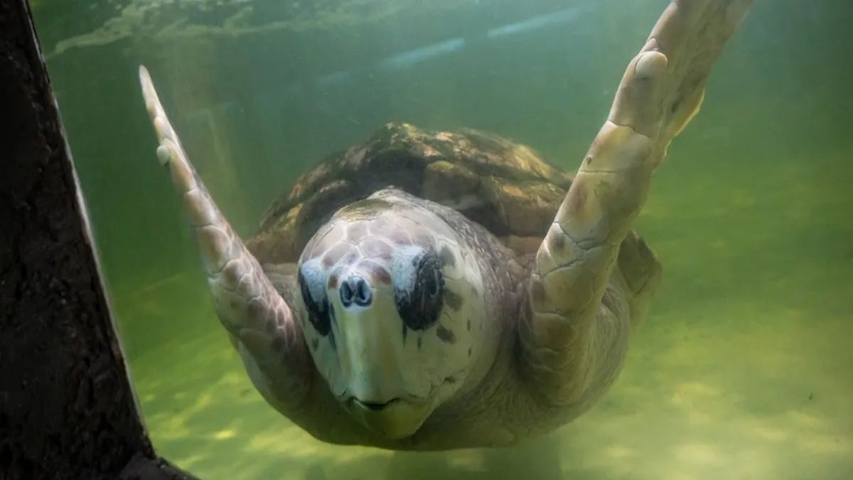 Tras 40 años de cautiverio, el tortugo "Jorge" es trasladado a Mar del Plata