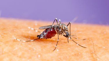 Dengue en Argentina: confirman 315 mil casos y 238 muertes