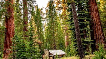 Grupos de&nbsp;sequoias de Yosemite est&aacute;n muriendo, sin conocer del todo la causa.