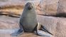 A sea lion has been found dead and has been confirmed to be the first wild mammal in Uruguay to be infected with bird flu.