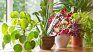 No hace falta tener experiencia para cuidar plantas de interior, solo observar, informarse y dejar que la práctica haga el resto. 