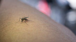 Brasil rompió un récord en el aumento de casos de dengue, en menos de 3 meses.