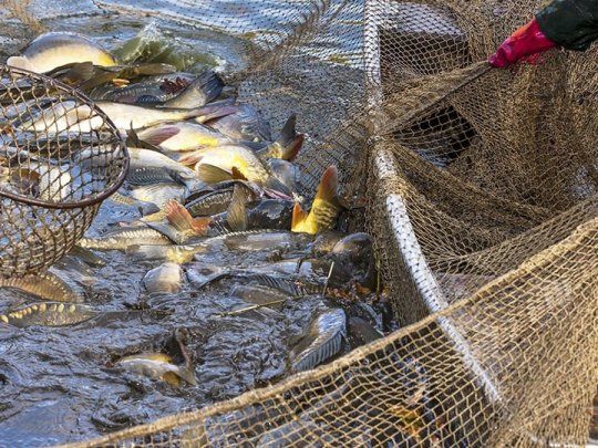 De las diez especies, que totalizan el 93% de la pesca nacional, nueve están inmersas en una crisis estructural “sin antecedentes, aseguran desde el sector.