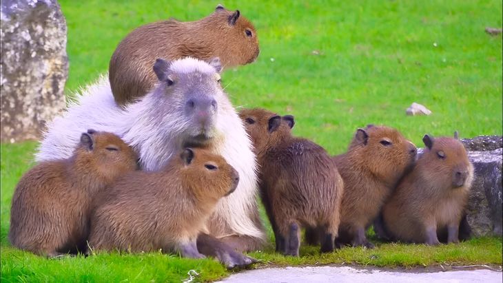 La comunidad busca reducir accidentes y garantizar la seguridad de los animales que habitan en Nordelta. La comunidad busca reducir accidentes y garantizar la seguridad de los animales que habitan en Nordelta.