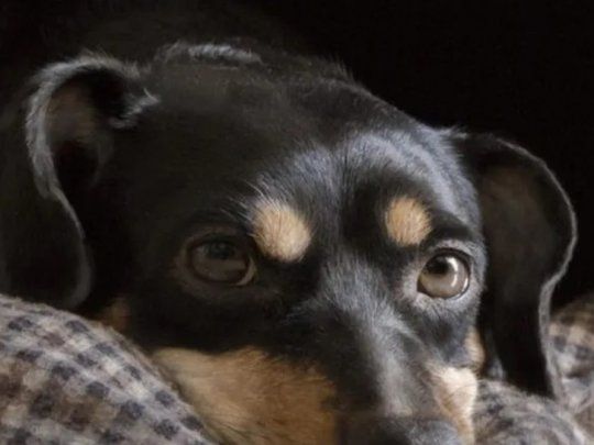 perro.jpg