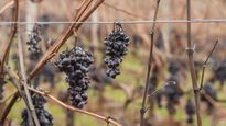 Los viñedos uruguayos perdieron más del 30% de su producción.