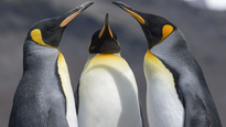 ámbito.com | Pingüinos