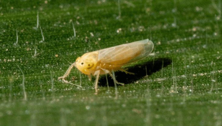 El frío intenso frena los ciclos reproductivos de los insectos, reduce su actividad y corta la continuidad del refugio biológico.