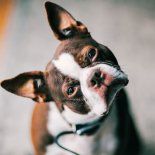 Los investigadores detectaron que algunas razas muestran esta conducta más seguido, especialmente aquellas con mayor predisposición al aprendizaje. Los investigadores detectaron que algunas razas muestran esta conducta más seguido, especialmente aquellas con mayor predisposición al aprendizaje.