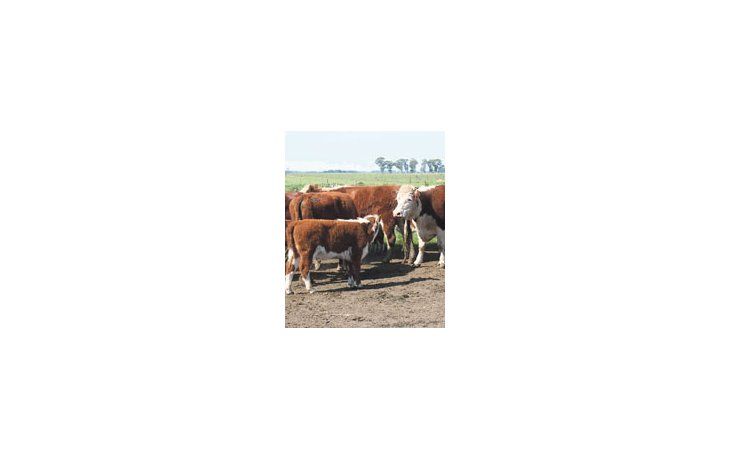 La sequía redujo drásticamente la cantidad de vacas preñadas, salvo donde se suplementó con trigo y maíz, o el servicio de reproducción fue temprano.